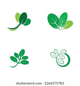 moringa leaf tradicional medicine icon vector illustration template design
