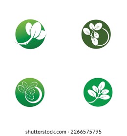 moringa leaf tradicional medicine icon vector illustration template design
