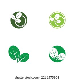 moringa leaf tradicional medicine icon vector illustration template design