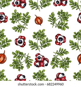 Moringa leaves, guarana. Seamless botanical pattern, Realistic full color vector sketch illustration.