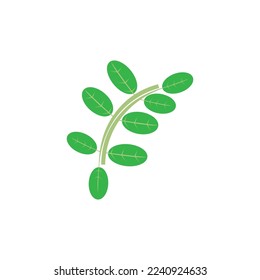 moringa leaves icon vector illustration template design