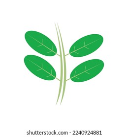 moringa leaves icon vector illustration template design