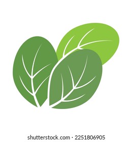 Moringa-Blätter-Symbol Vektorgrafik-Template-Design
