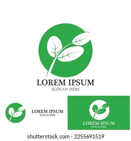 moringa leaves icon vector illustration template design