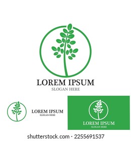 moringa leaves icon vector illustration template design