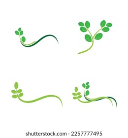 moringa leaves icon vector illustration template design