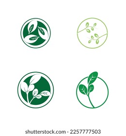 moringa leaves icon vector illustration template design