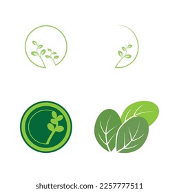 moringa leaves icon vector illustration template design