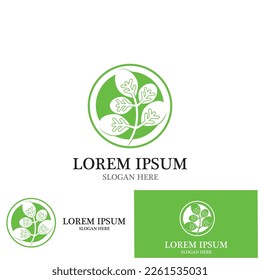 moringa leaves icon vector illustration template design
