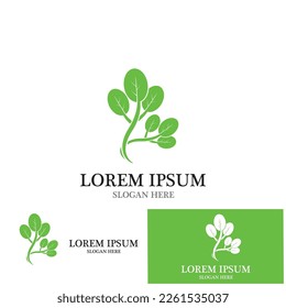 moringa leaves icon vector illustration template design