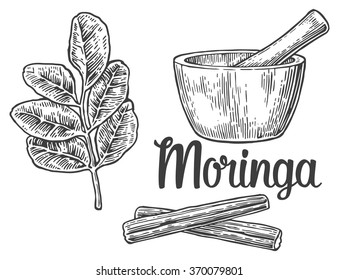 Moringa leaves and pod. Mortar and pestle. Engraving vintage vector black illustration. Isolated on white background. Hand drawn design element for label and poster