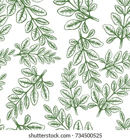 Moringa Leaves Seampless Pattern Background. Vector illustration