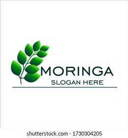 Plantilla vectorial de diseño de logotipo de moringa.