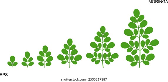 Moringa logo. Isolated moringa on white background