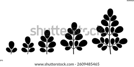 Moringa logo. Isolated moringa on white background