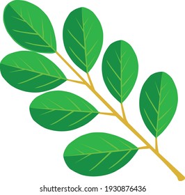 Moringa Oleifera Drumstick Horseradish Ben oil Tree Benzolive Tree Malunggay Leaves Stalk Super Food Illustration Vector Isolated