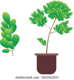 Moringa oleifera is a fast-growing, drought-resistant tree of the family Moringaceae, native to the Indian subcontinent.Common names include moringa,drumstick tree,horseradish tree,and ben oil tree 