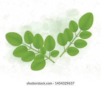 Moringa oleifera green Leave - Vector illustration