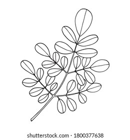 Moringa oleifera leaf. Handgezeichnete Illustration im Skizzenstil. Vektorbild.