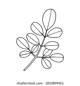 Moringa oleifera leaf. Hand drawn illustration in sketch style. Vector image.