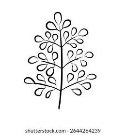 Moringa oleifera leaf ink sketch. Hand drawn cut drumstick, raw pod, branch. Tropical plant ingredient. Asian superfood. Cooking seasoning, Ayurveda, organic. Vector food botanical illustration