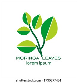 Ilustración vectorial de la plantilla del logotipo de la hoja de oleifera de la moringa 10