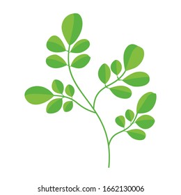ilustración vectorial de la hoja de moringa oleifera