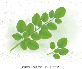 Moringa oleifera Leave - Vector illustration
