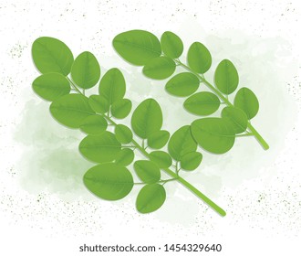 Moringa oleifera Leave - Vector illustration