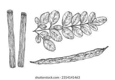 Moringa Oleifera Plant. Hand Drawn Sketch Superfood Herbs Vector Illustration. Natural Food Doodle. Isolated