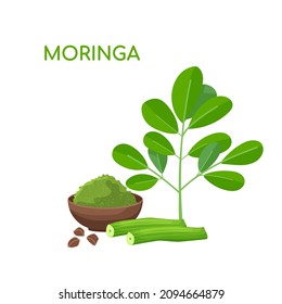 Moringa oleifera. Useful plant with many vitamins and minerals. Traditional herbal medicine. Editable vector illustration isolated on a white background.