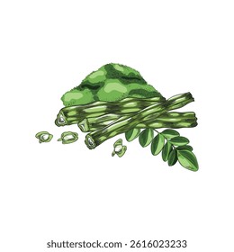Moringa Oleifera. Vector watercolor sketch of a branch with leaves, fruits, seeds and powder. Natural ingredient. For nutrition, cosmetology, medicine. Isolated background. Illustration.