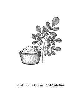 Moringa oleifera. Vegan superfood. Hand drawn illustration in sketch style. Vector image.