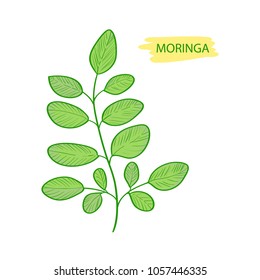 Moringa. Plant. Leaves. On a white background.

