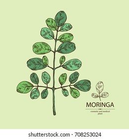Moringa: plant and leaves. Super food. Vector hand drawn illustration.