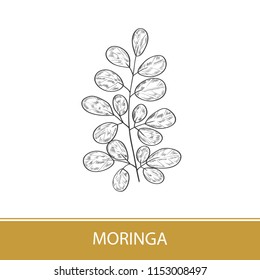 Moringa. Plant. Logo, emblem, symbol. Monochrome. On a white background.