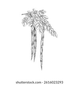 Moringa plant. Vector sketch of a branch with leaves and seeds in black and white. Vintage engraved style. Organic ingredient in medicine, cosmetology and nutrition. Isolated background.