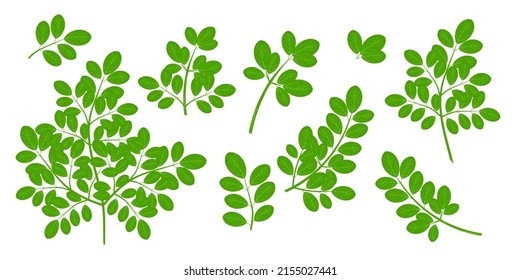 Moringa. Stem and leaves. A color vector set in a flat style. On a white background.