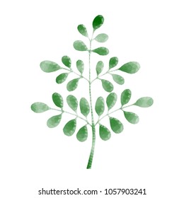 Moringa tree, wireframe concept. Plant from polygons, lines and triangles, point (dots) connecting network on white background. Polygonal low poly design illustration.