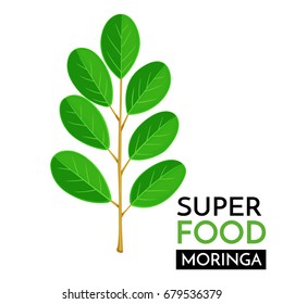 Moringa vector icon. Healthy detox natural product superfood illustration for design market menu superfood .