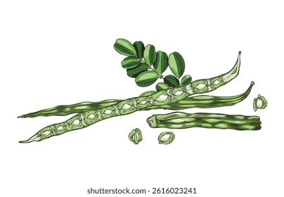 Moringa. Vector illustration of a branch with leaves, fruits and seeds. Organic plant. Hand drawn watercolor sketch. Source of vitamins and antioxidants. Isolated background. Botany.