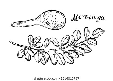 Moringa. Vegetables set. Hand drawn vector isolated sketch.