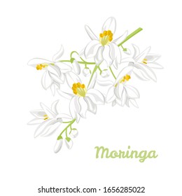 Moringa white flowers isolated on white background. Blooming branch of plant Moringa oleifera. Vector illustration in cartoon flat style.