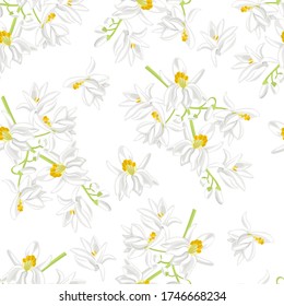 Moringa white flowers seamless pattern. Blooming branch of plant Moringa oleifera isolated on white. Vector illustration in cartoon flat style. Floral background.