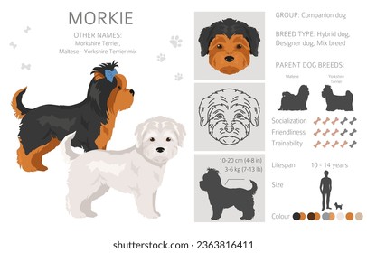 Morkie clipart. Maltese Yorkshire terrier mix. Different coat colors set.  Vector illustration