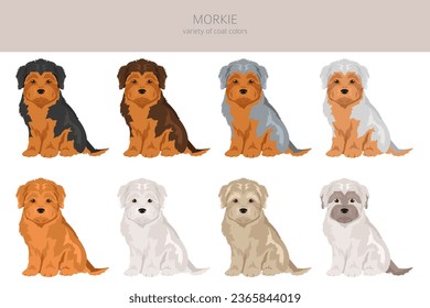 Morkie clipart. Maltese Yorkshire terrier mix. Different coat colors set.  Vector illustration