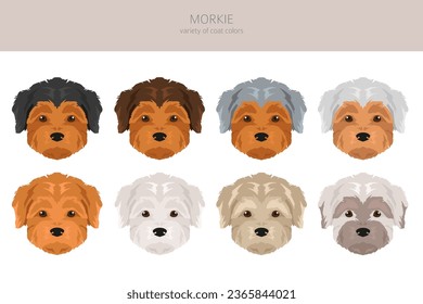 Morkie clipart. Maltese Yorkshire terrier mix. Different coat colors set.  Vector illustration