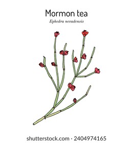 Mormon tea (Ephedra nevadensis), medicinal plant. Hand drawn botanical vector illustration