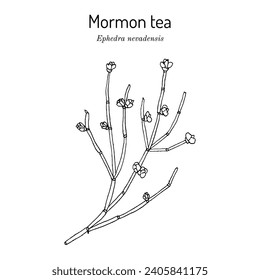 Mormon tea (Ephedra nevadensis), medicinal plant. Hand drawn botanical vector illustration