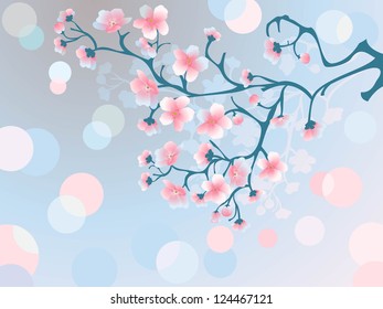 Morning cherry blossoms